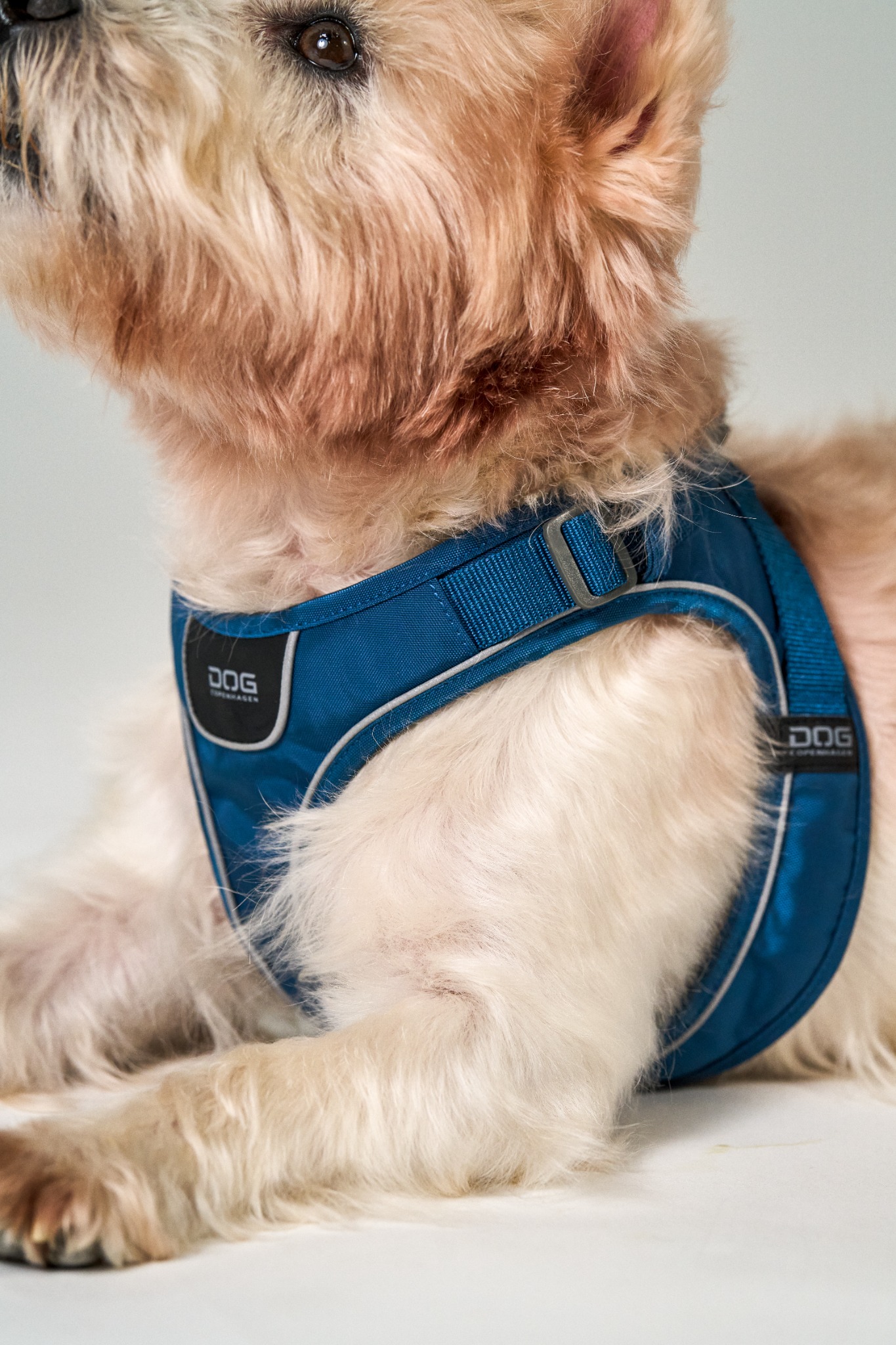 DOG Copenhagen Facebook ad
