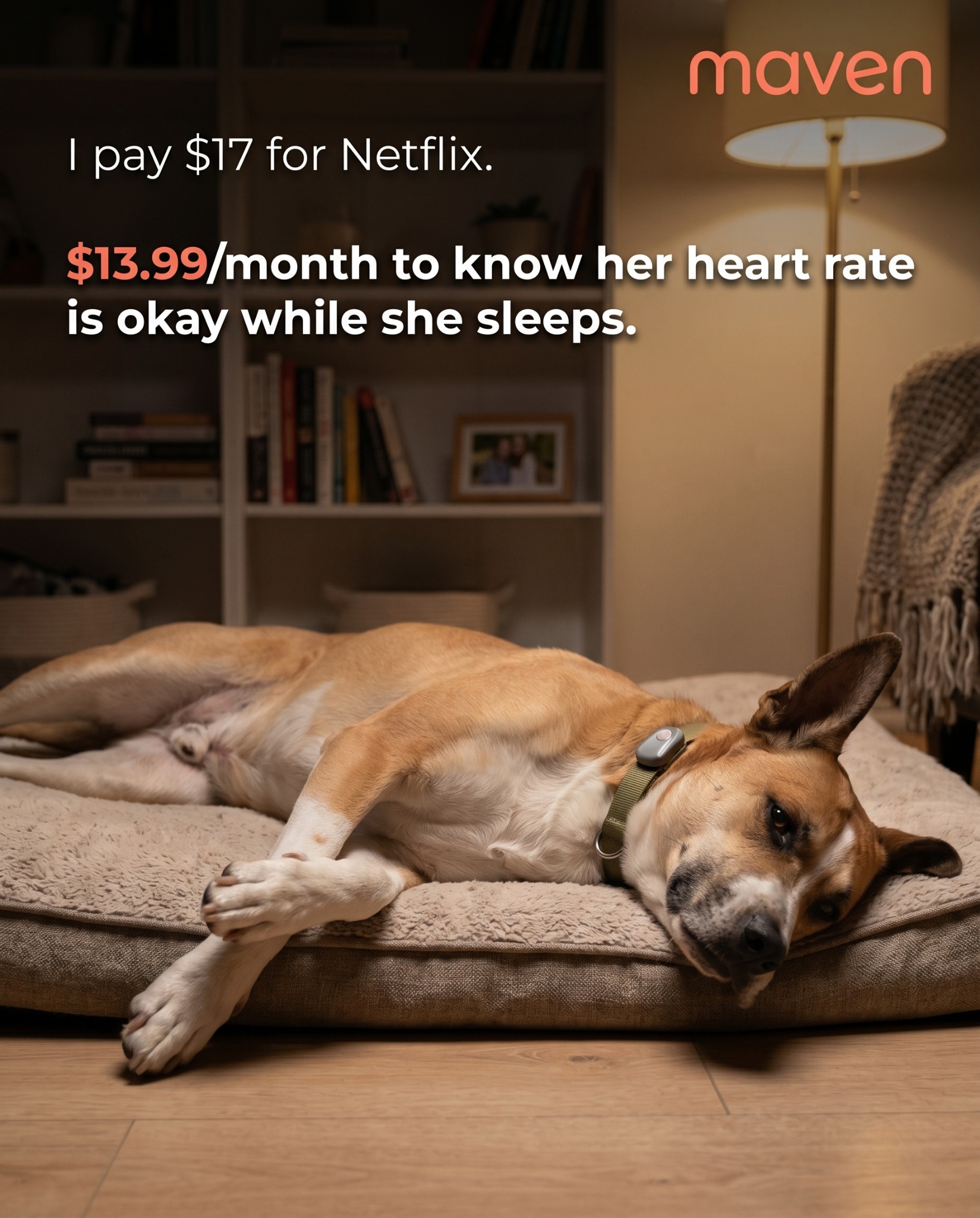 Maven Pet Facebook ad