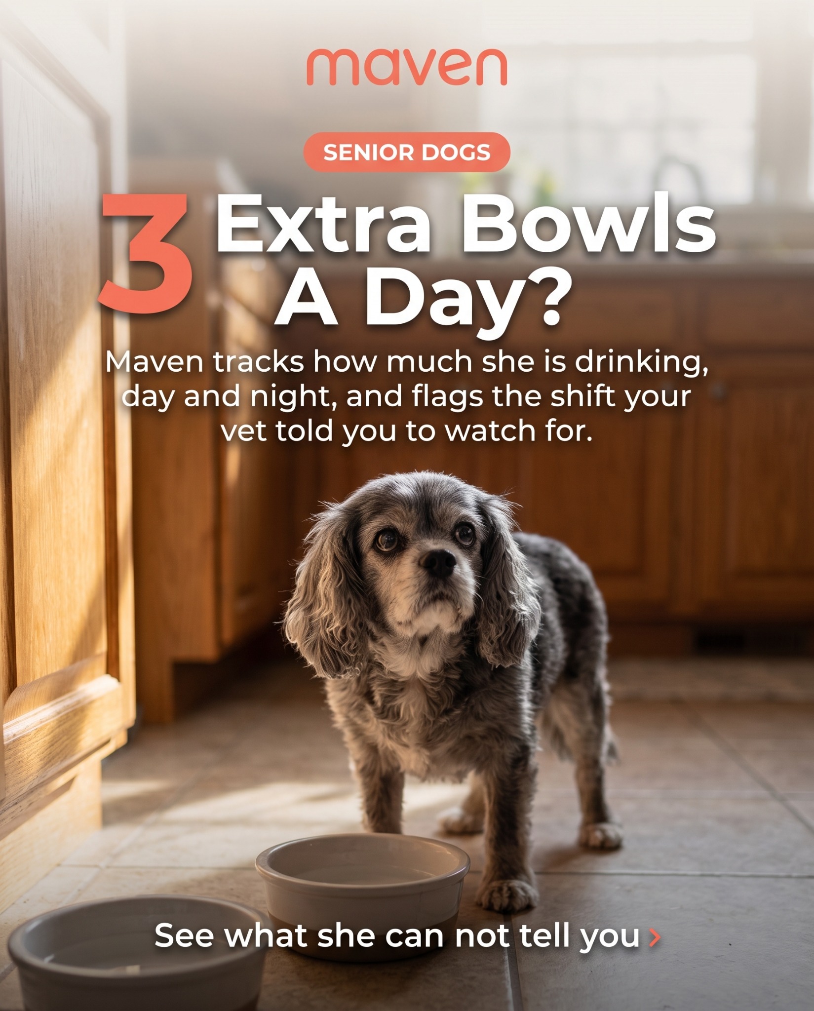 Maven Pet Facebook ad