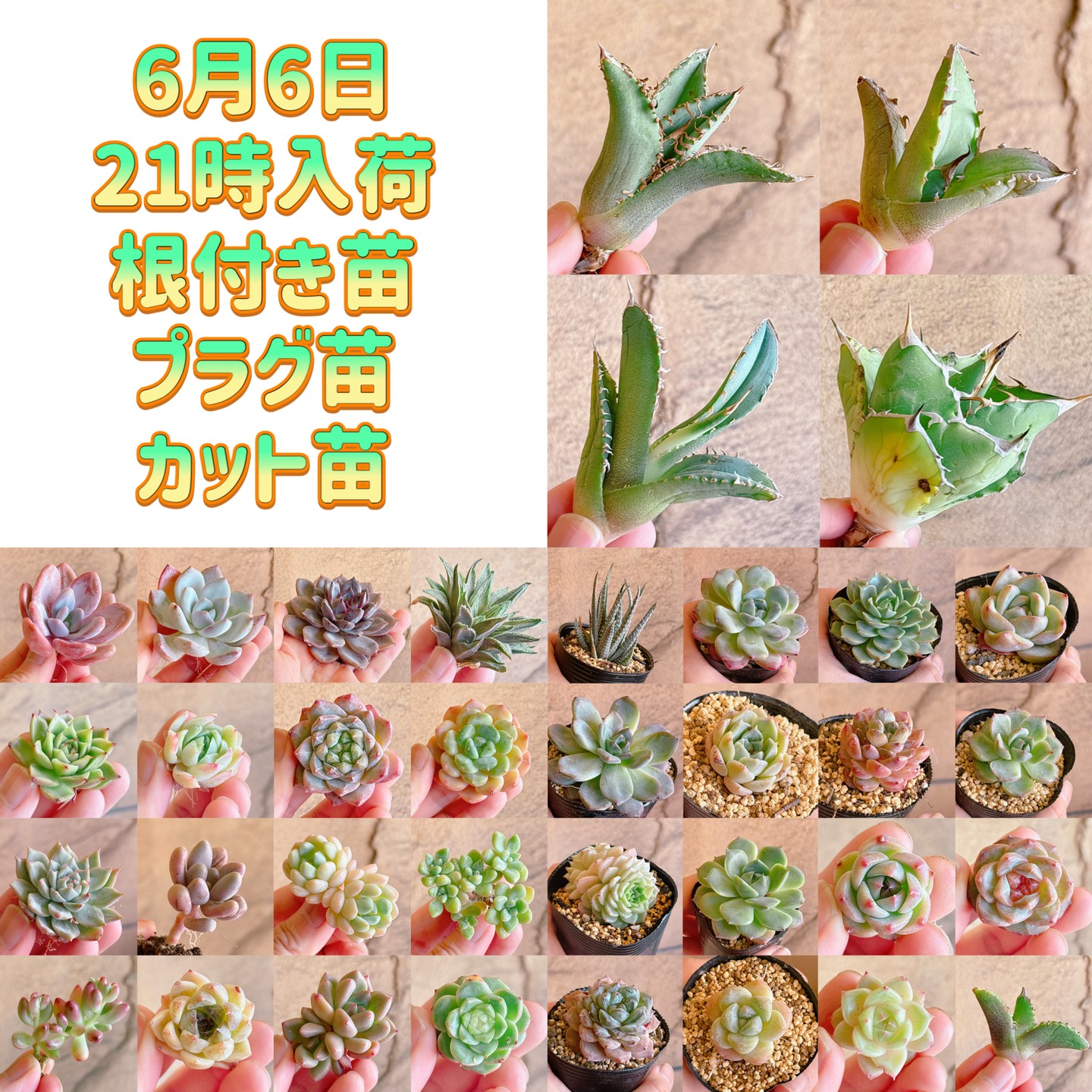 bull_succulent Facebook ad: 6月6日(土)21時、入荷苗のご紹介