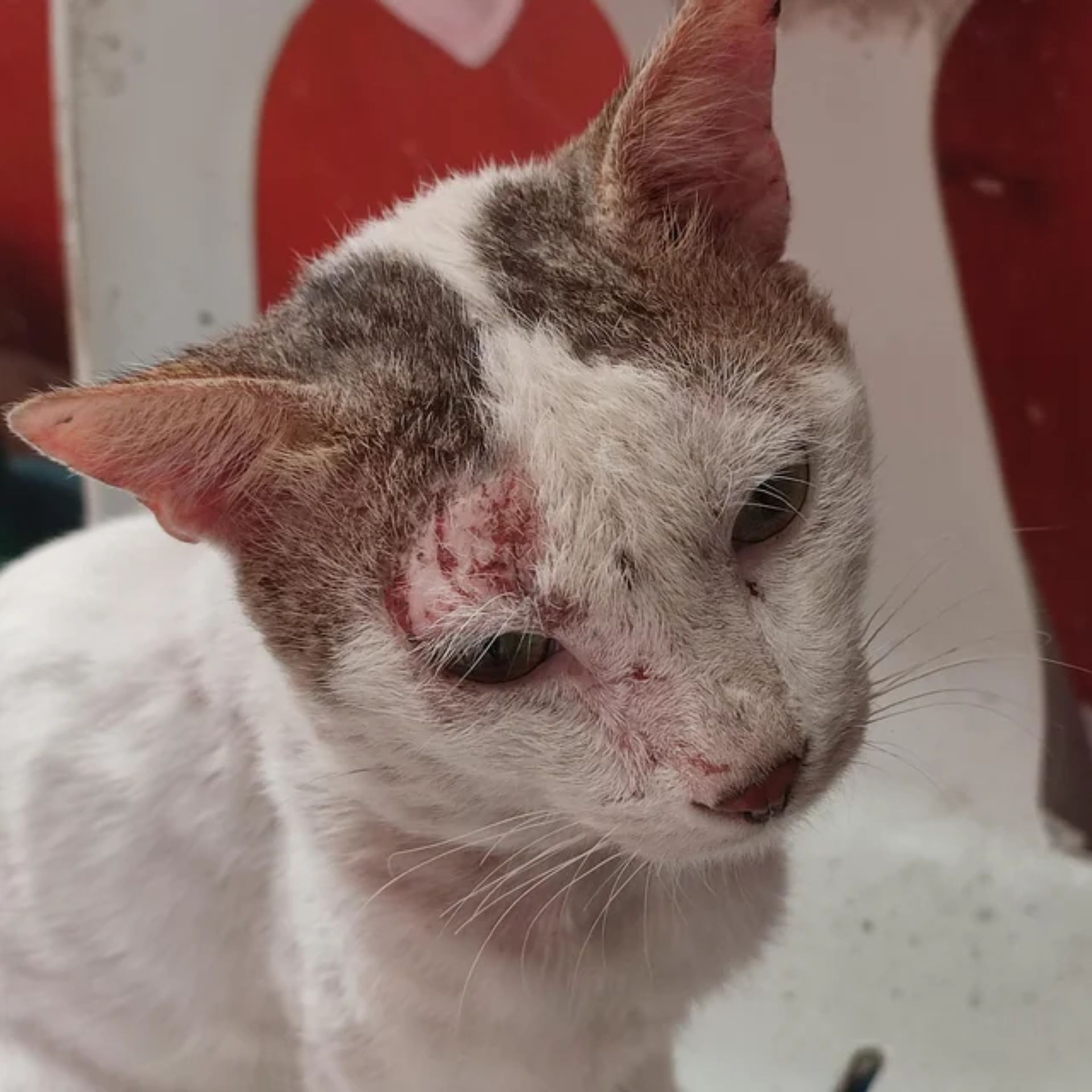 Susan's Cat Diary Facebook ad: Read this if you want your cats to stop fighting