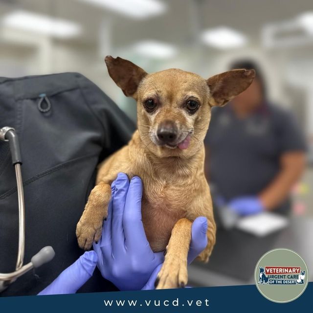 Veterinary Urgent Care of the Desert Facebook ad