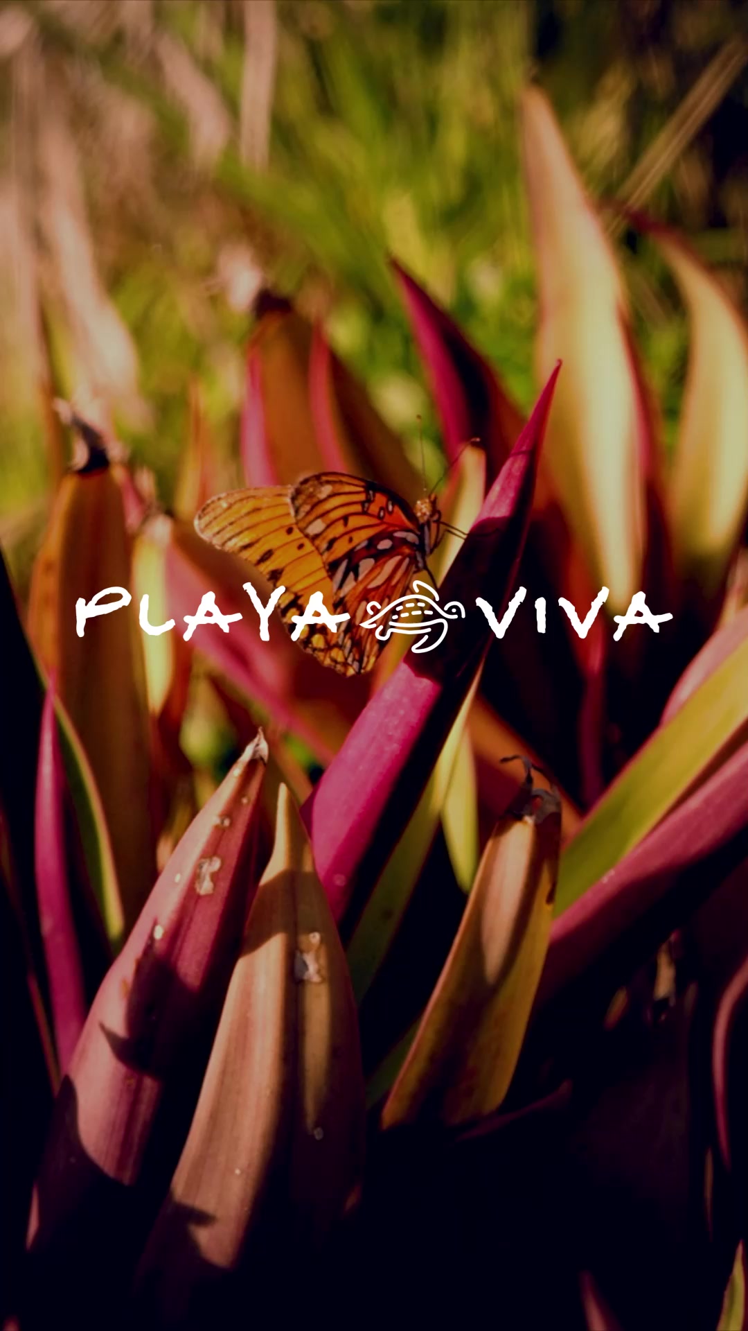 Playa Viva Facebook ad: Book now