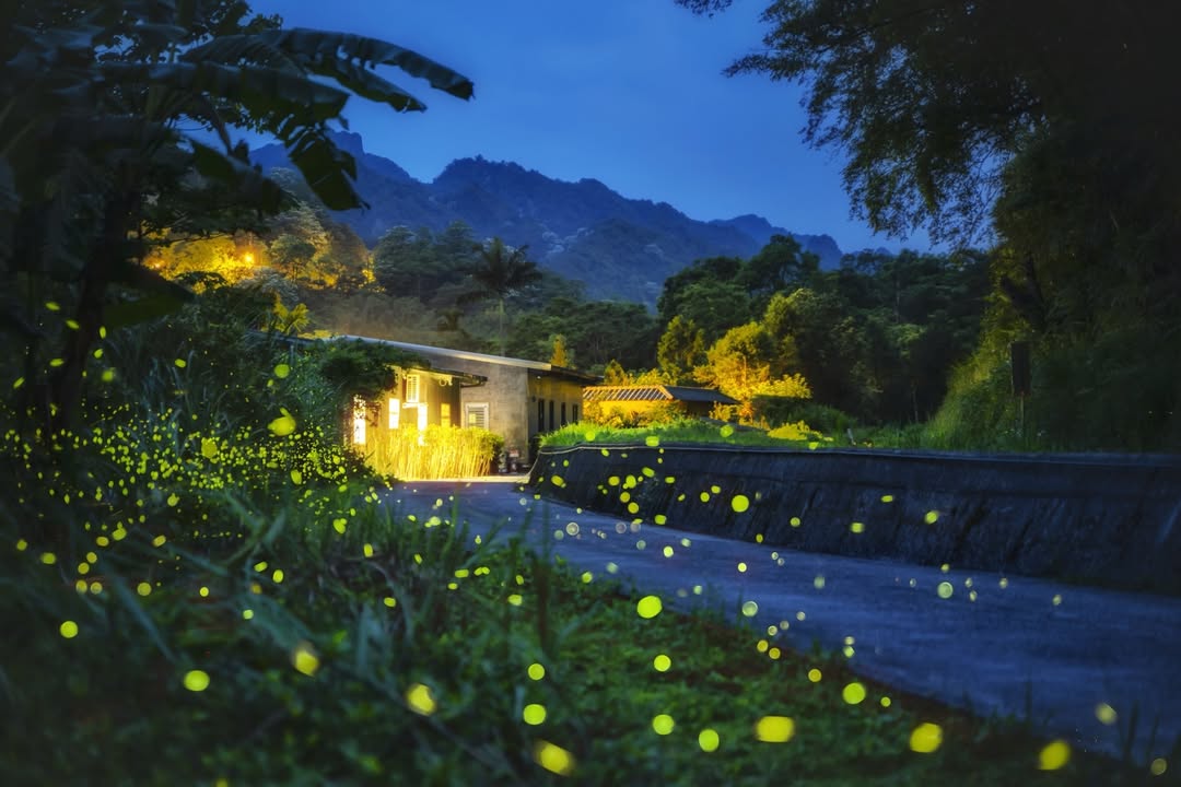 新北旅客 Facebook ad: 夏夜的精靈,如同山林間閃爍的天然小燈泡