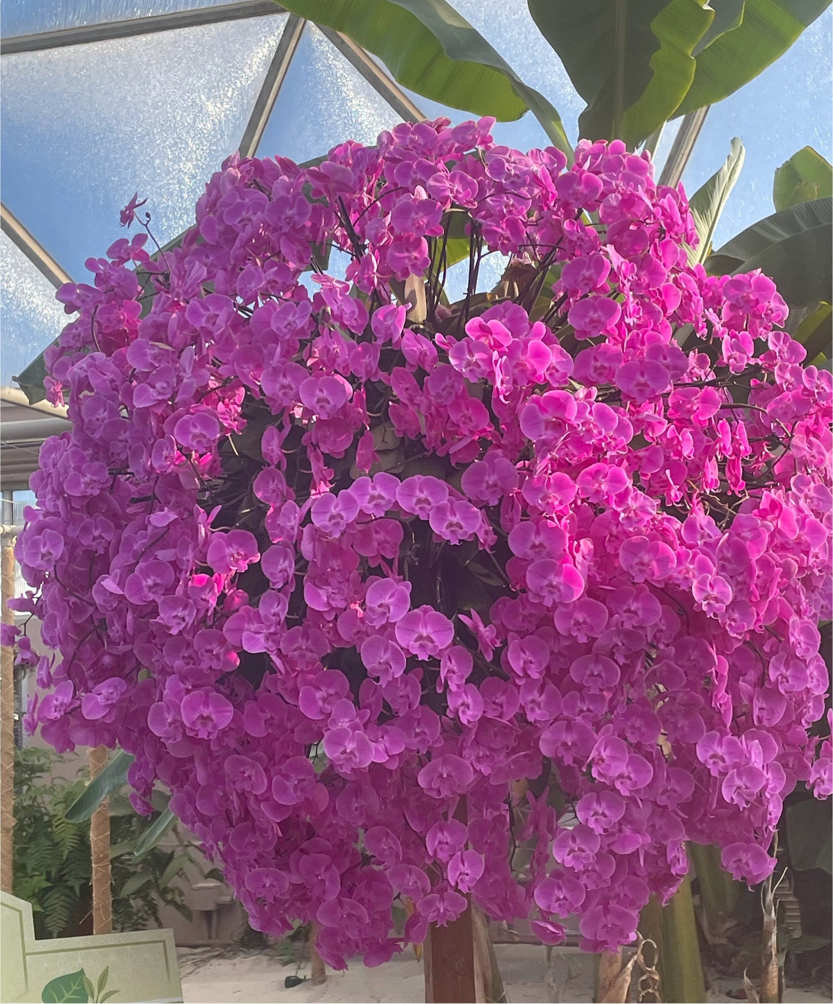 Pamela Flores Paz Digital Marketing Facebook ad: Where flowers bloom, hope does too!