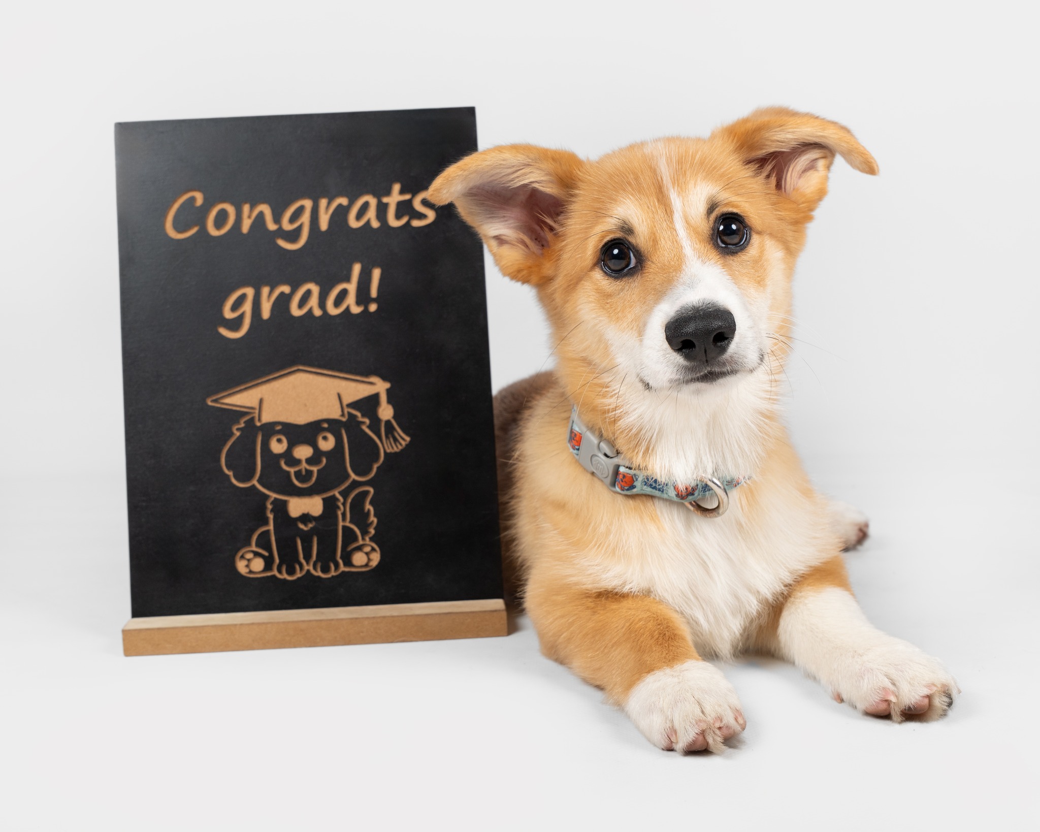 Jordan Dog Training Facebook ad: Puppy School at Ferny Grove / Upper Kedron