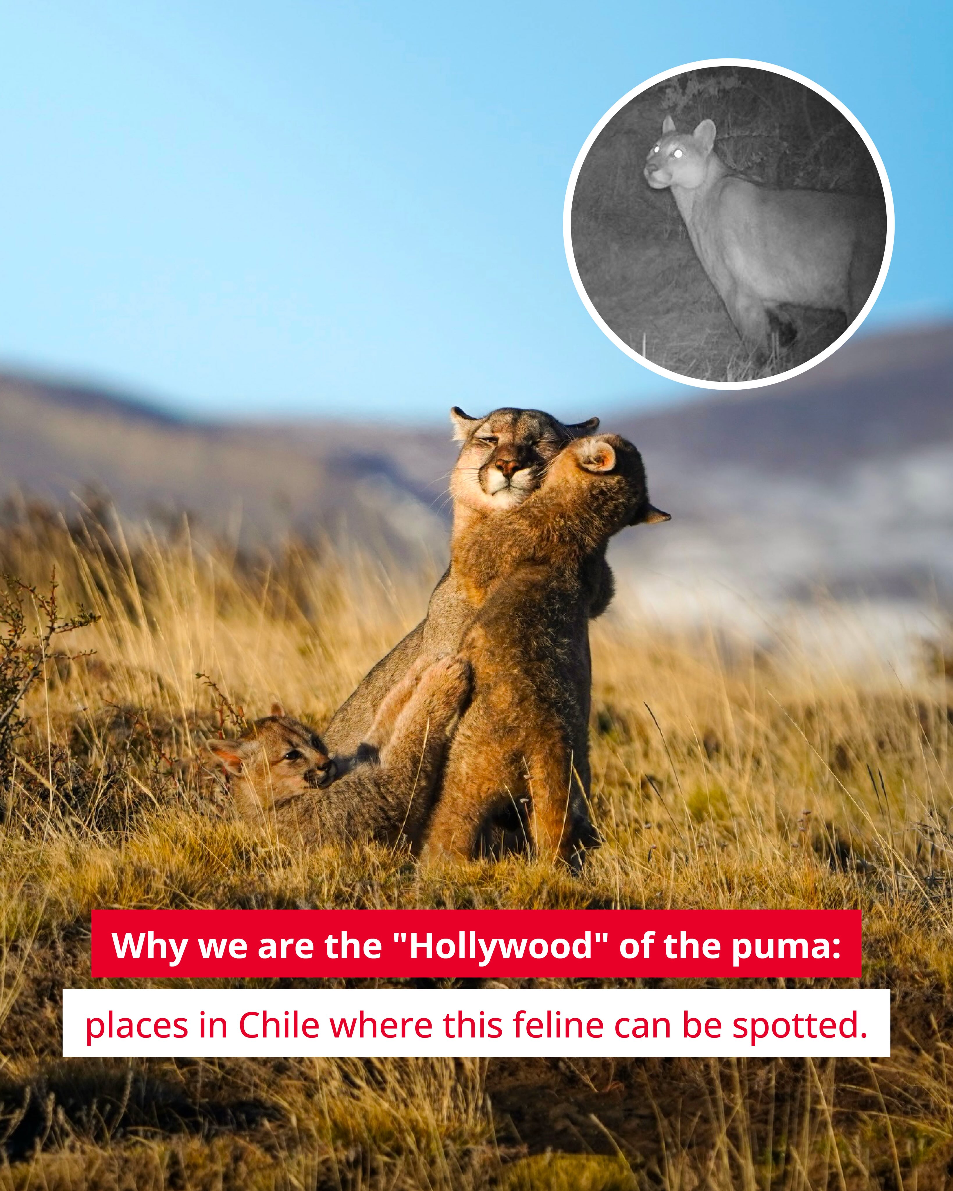 Chile Travel Facebook ad: In Torres del Paine, the true star moves…