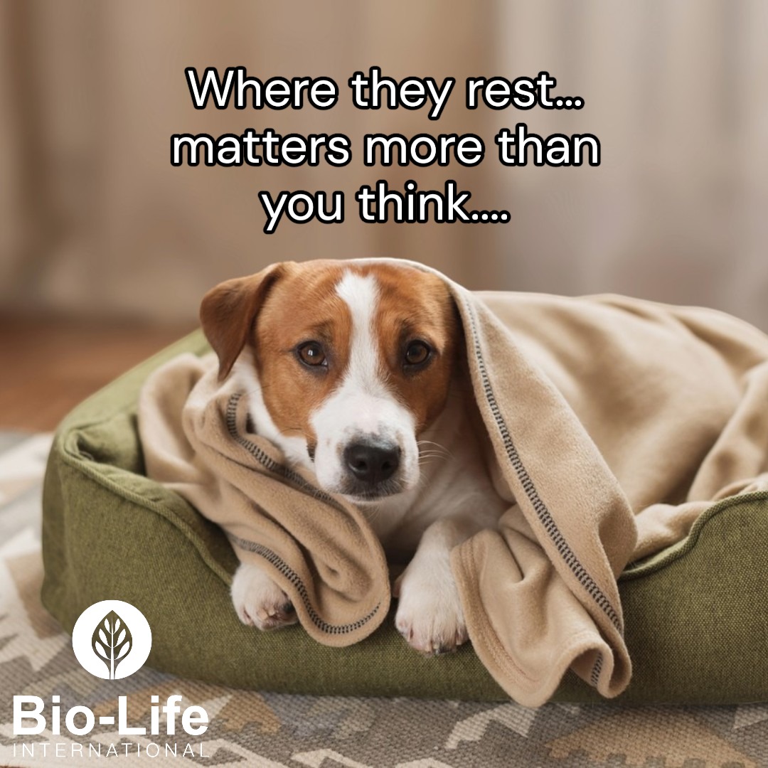Bio-Life Facebook ad