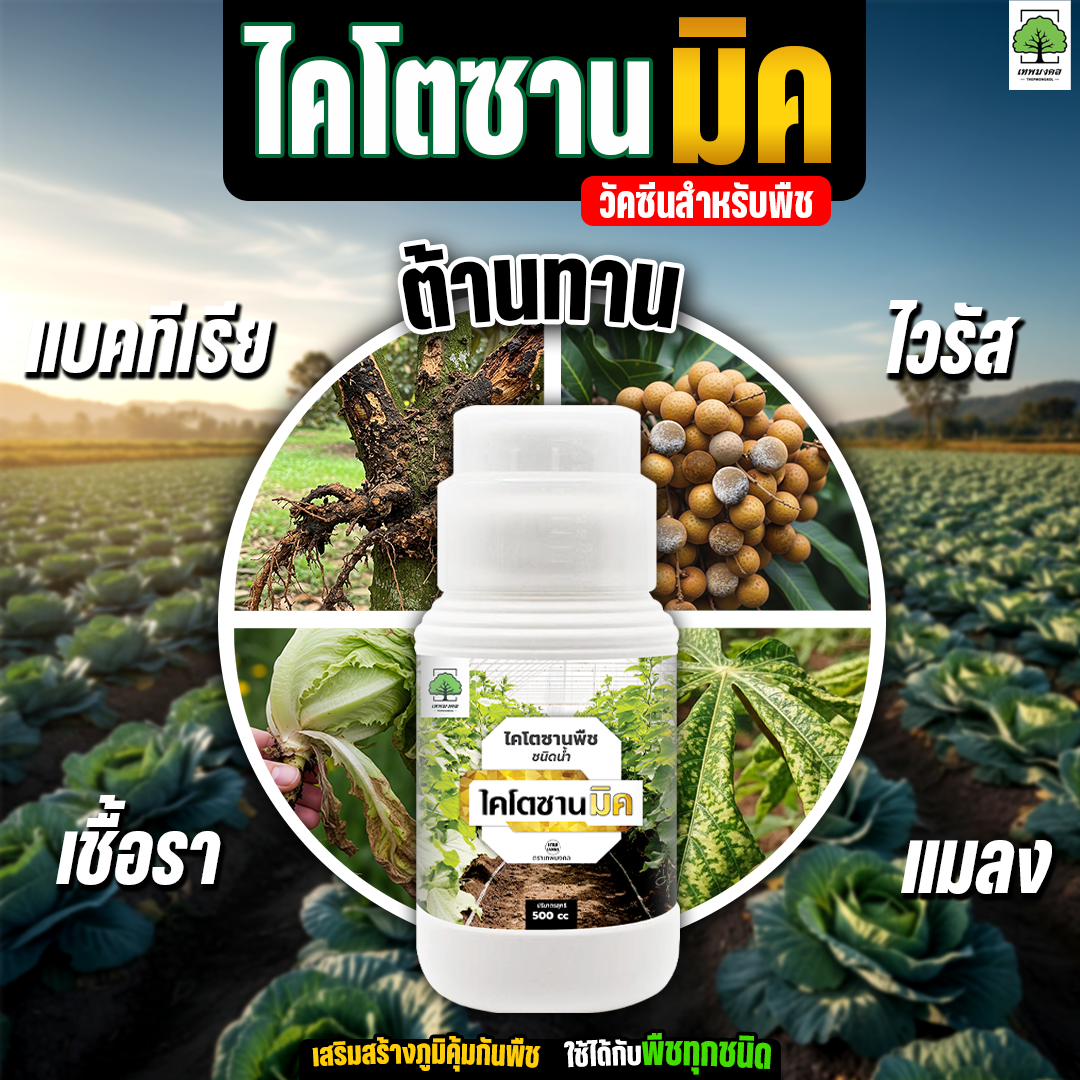 ไคโตซานมิค ป้องกันโรคพืช เชื้อรา ไวรัส แบคทีเรีย แมลง Facebook ad