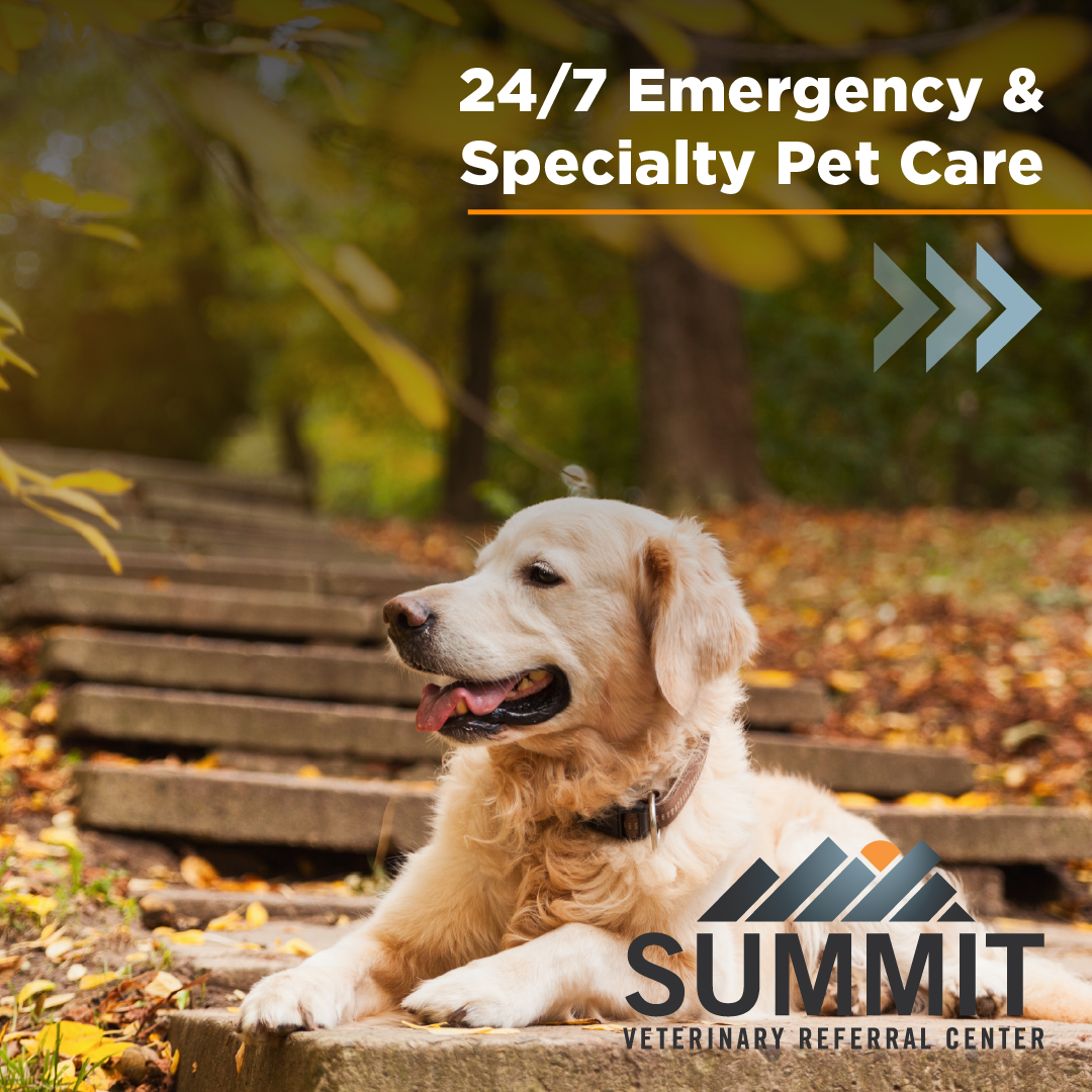 Summit Veterinary Referral Center Facebook ad: At Summit Veterinary Referral Center, pets are at…