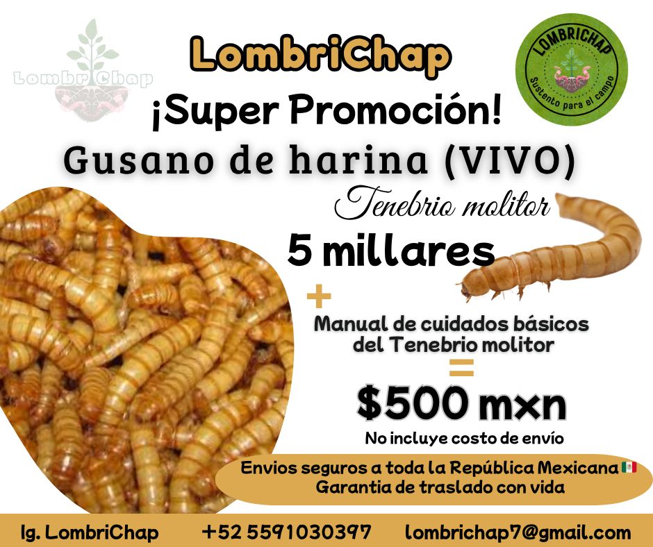 Lombrichap Facebook ad: VENTA TENEBRIO MOLITOR