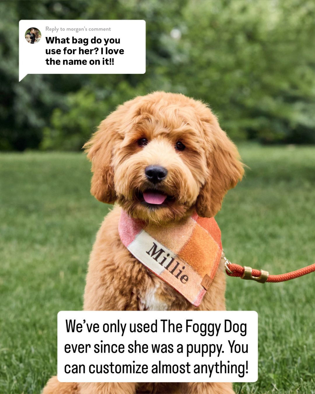 The Foggy Dog Facebook ad