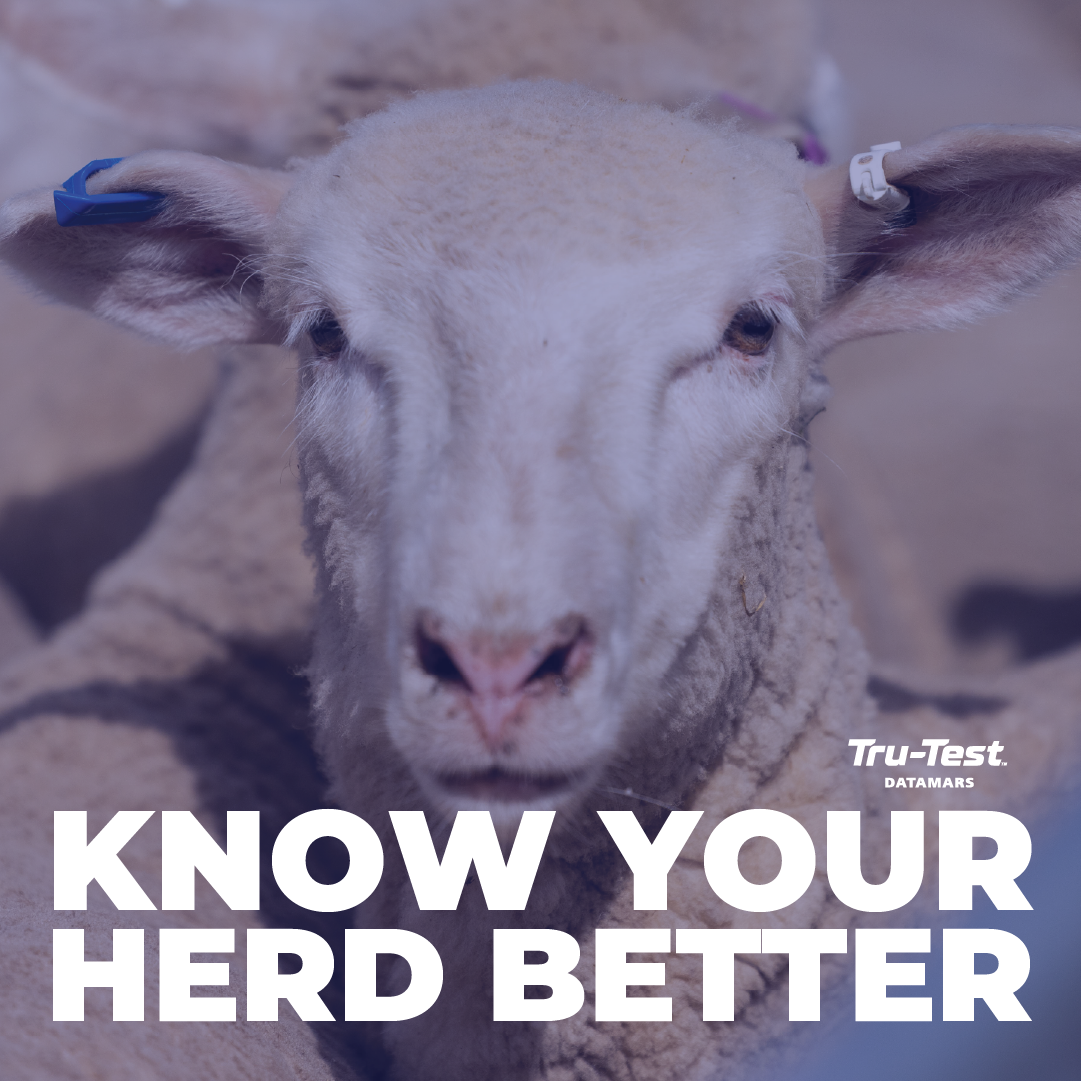 Datamars Livestock AU Facebook ad: Inform your feeding, culling and breeding decisions over…