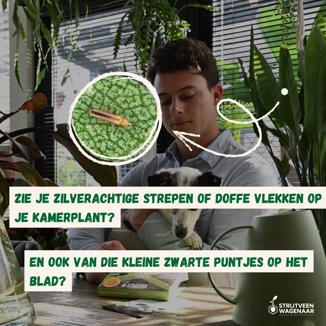 Aaltjes Tegen Ongedierte Facebook ad: Last van zilverachtige vlekjes op je kamerplant?