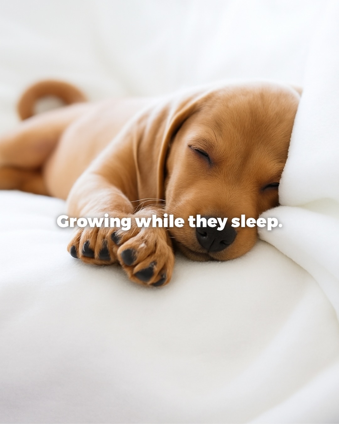 Hill's Pet Nutrition Singapore Facebook ad: Growing bodies have growing needs.