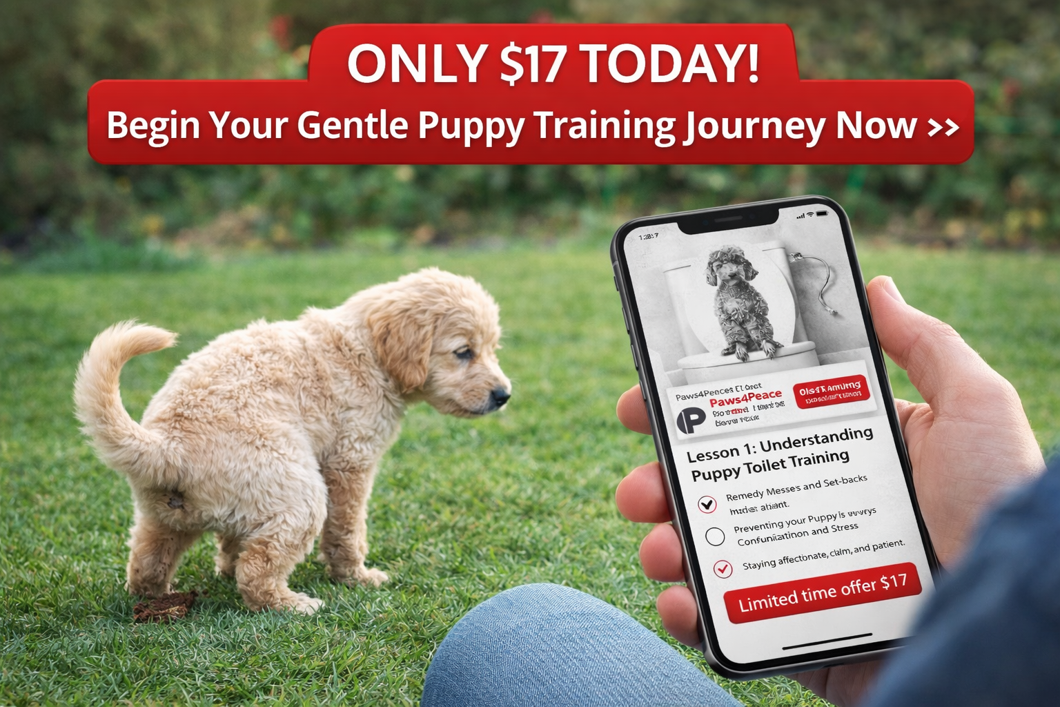 Pawsitive K9 Behaviour Facebook ad: A Better Potty Training Plan Starts With Understanding How…