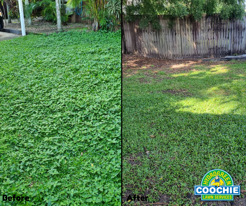 Coochie HydroGreen Cairns Facebook ad: Are Weeds Taking Over Your Lawn?