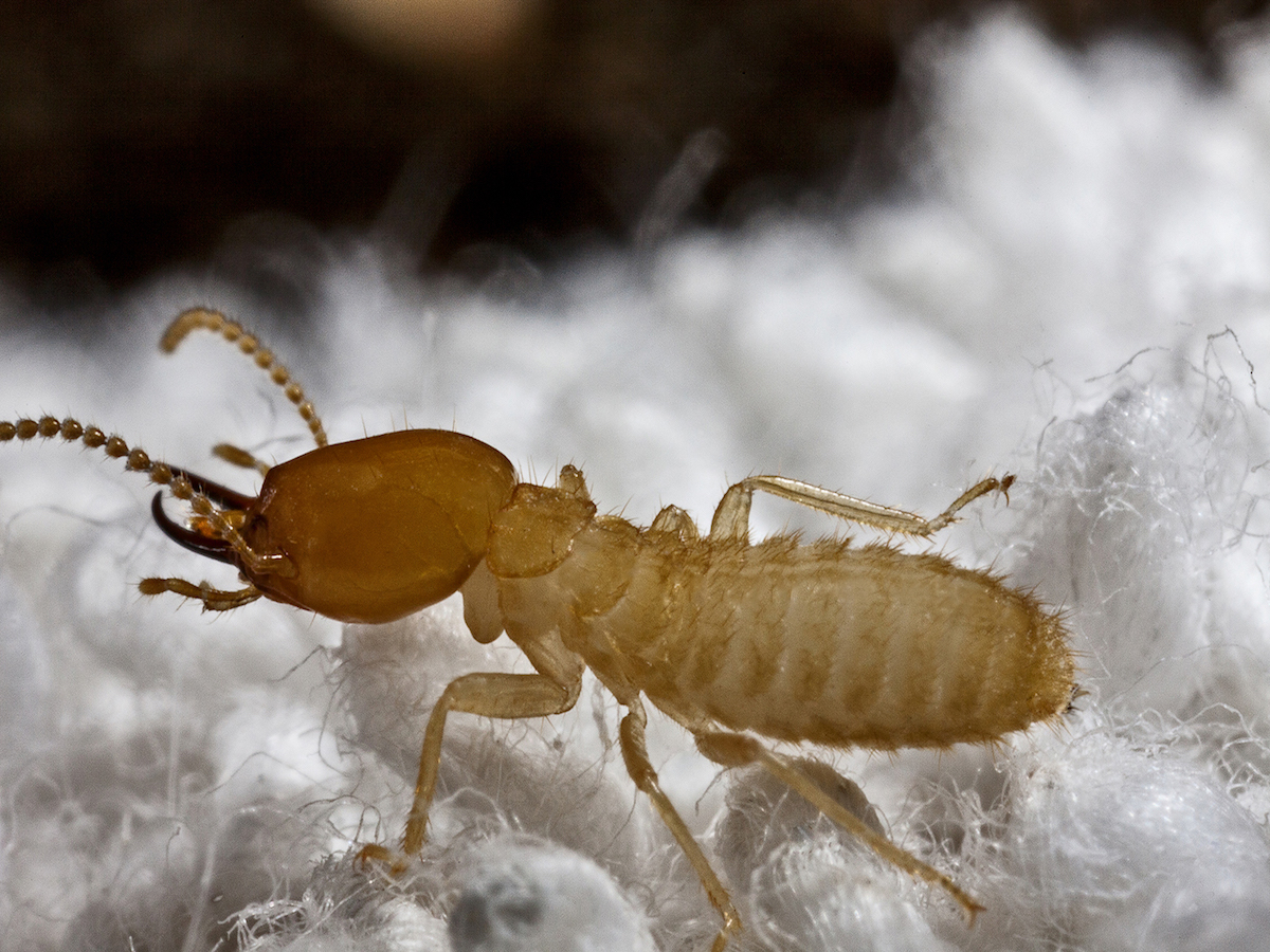 PestWorld Facebook ad: Termite Trivia: What You Don’t Know About Different Types…