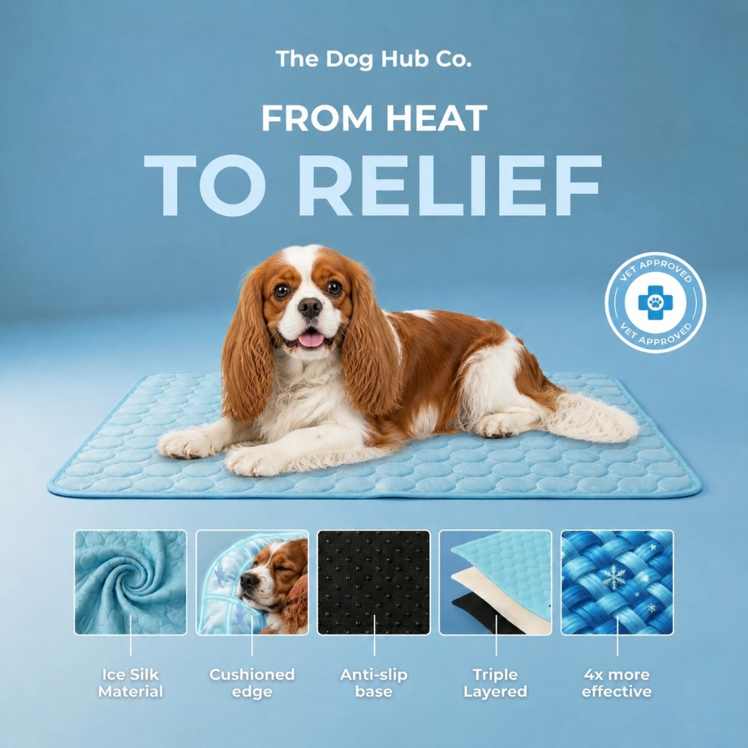The Dog Hub Co. Facebook ad: BUY 1, GET 1 FREE TODAY!