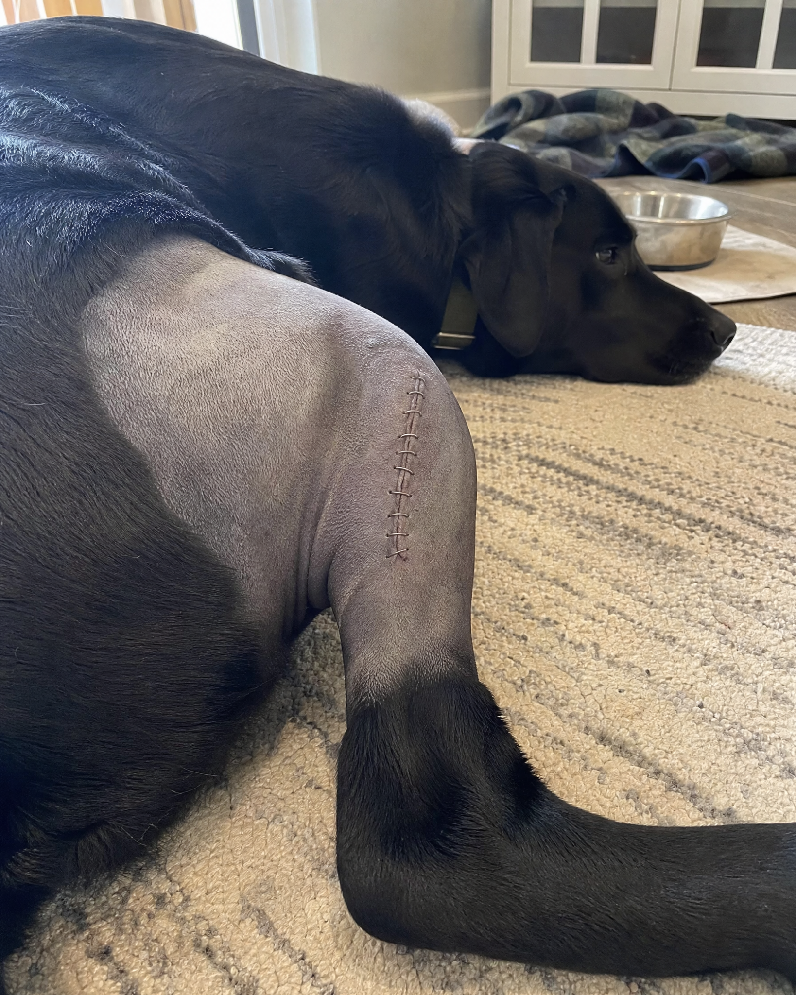 Carol Bennett Facebook ad: Why Your Dog’s TPLO Isn’t Healing.