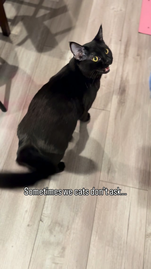 Homerunpet Facebook ad: Happy International Cat Day!