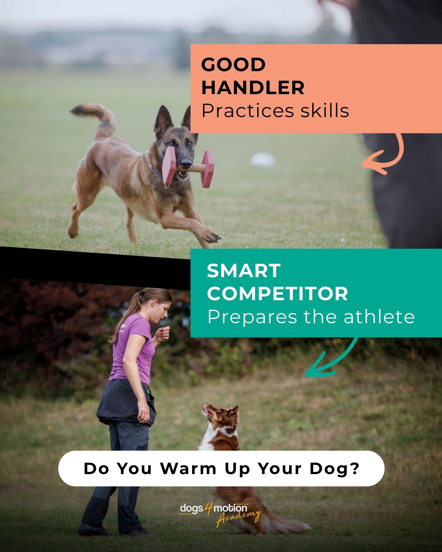 Dogs4motion Academy for active dogs Facebook ad