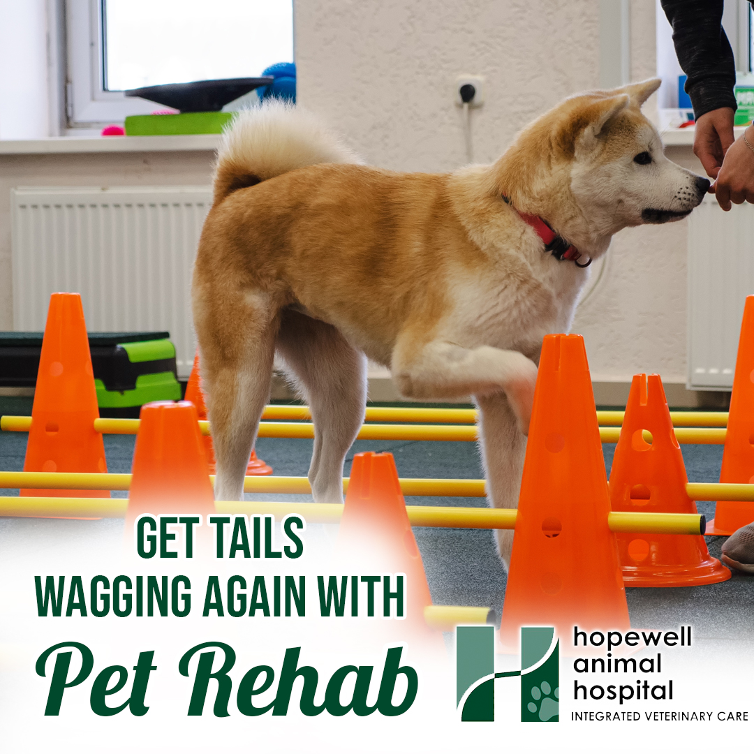 Hopewell Animal Hospital Facebook ad