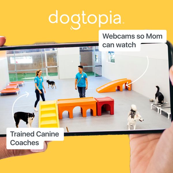 Dogtopia of South Ann Arbor Facebook ad: Dogtopia Dog Daycare