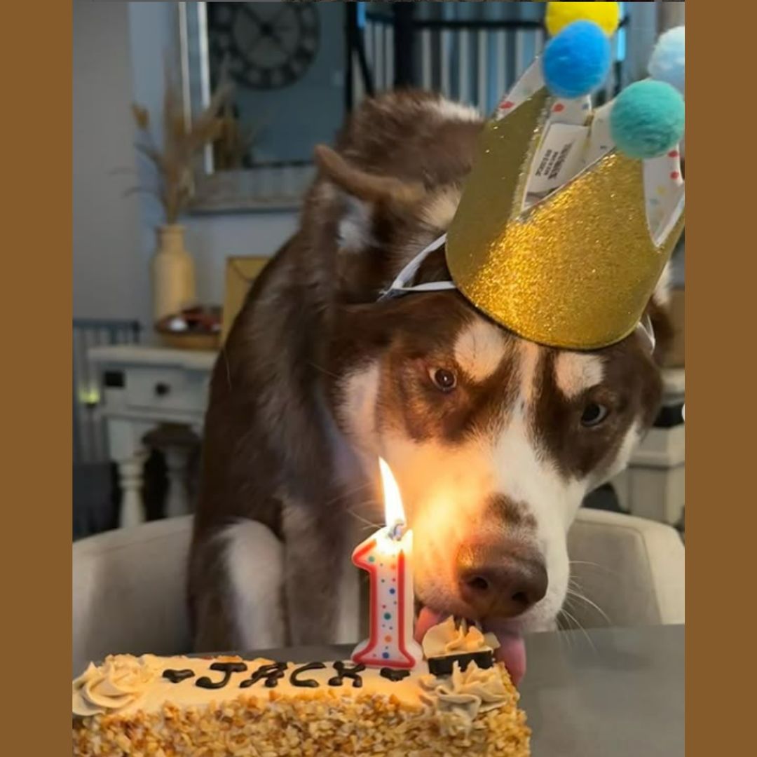 Three Dog Bakery - Apple Valley, MN Facebook ad
