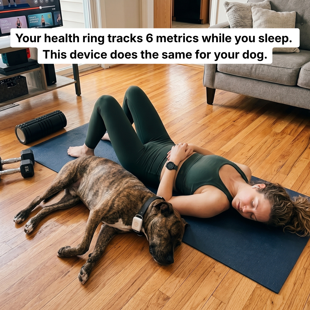 Maven Pet Facebook ad