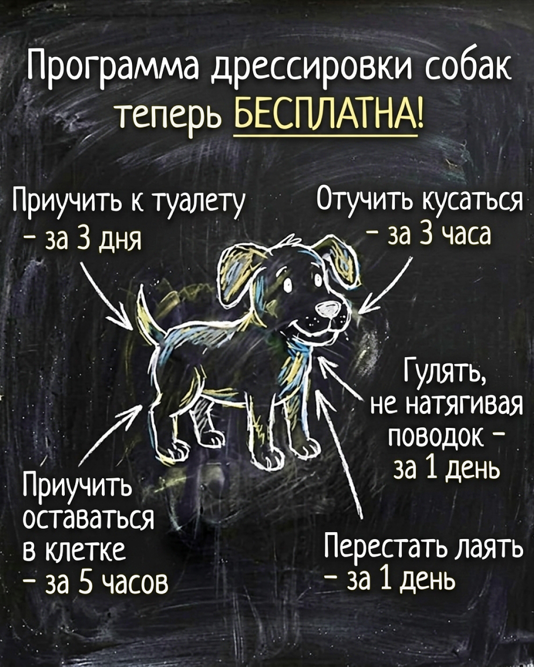 Ben Your Puppy Trainer Facebook ad