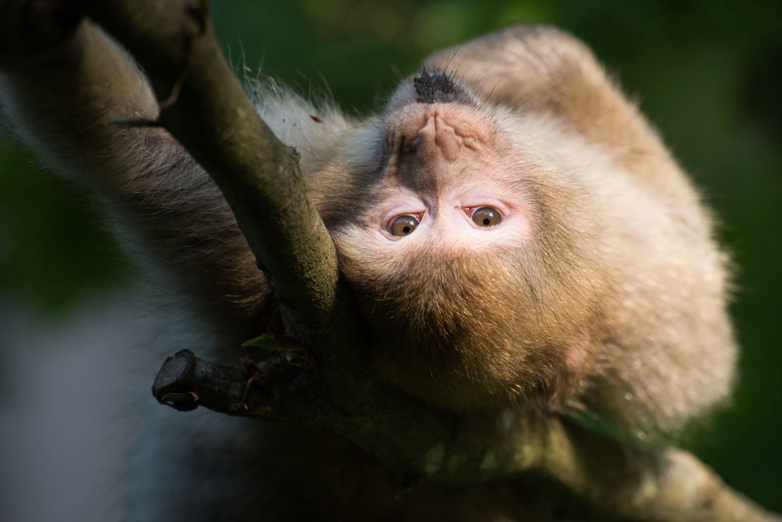 Affenberg Salem Facebook ad: Der perfekte Ort für einen tierischen Ausflug.