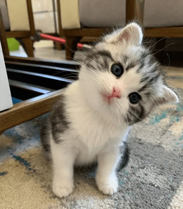 Essential Home Gadgets Facebook ad: Wat een schattig diertje!