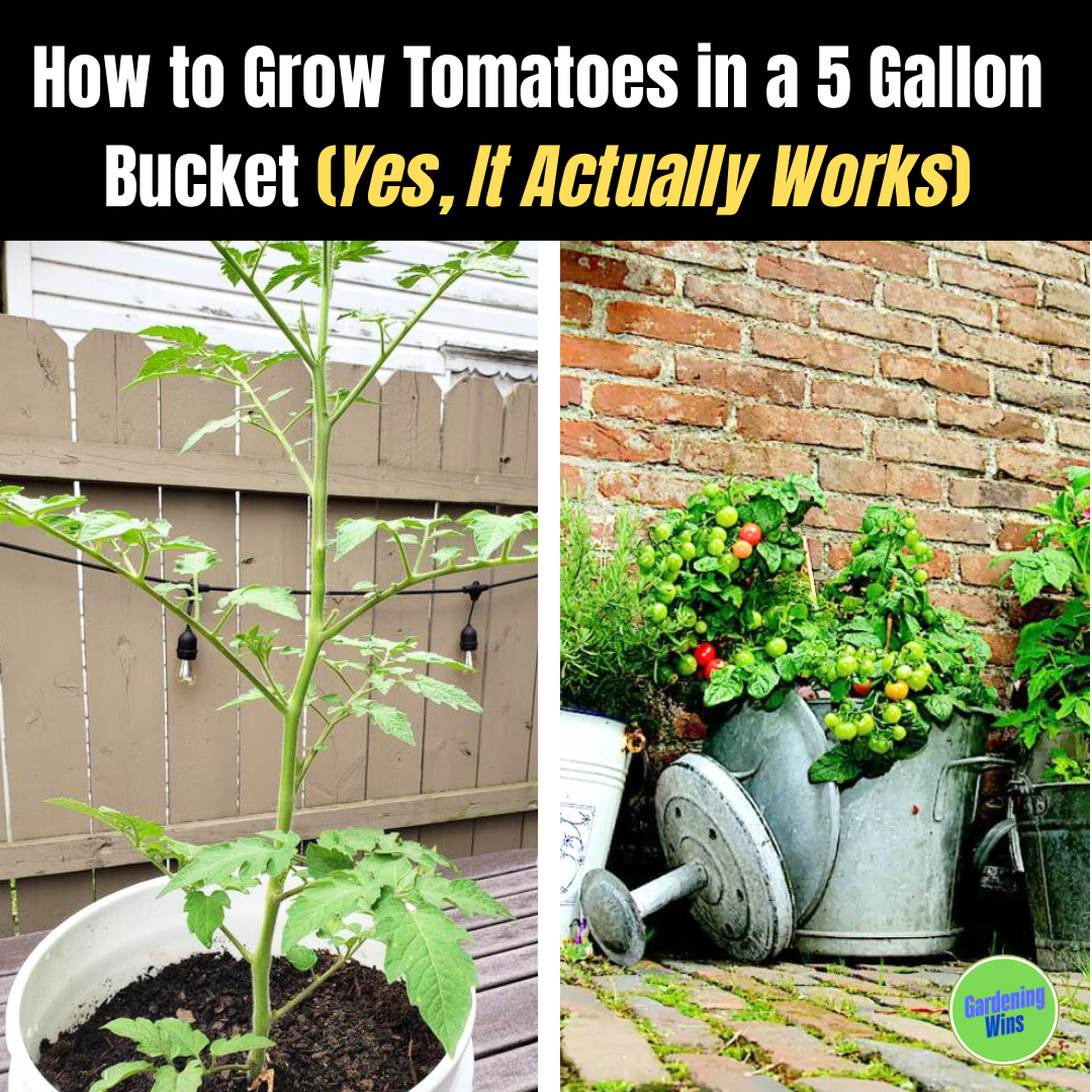 Gardening Wins Facebook ad