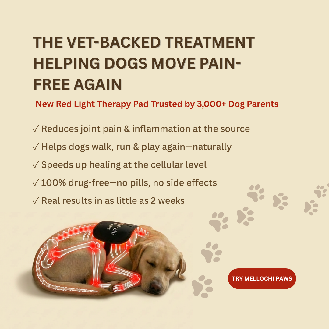 Mellochi Facebook ad: The Simple Treatment Giving Dogs Their Spark Back