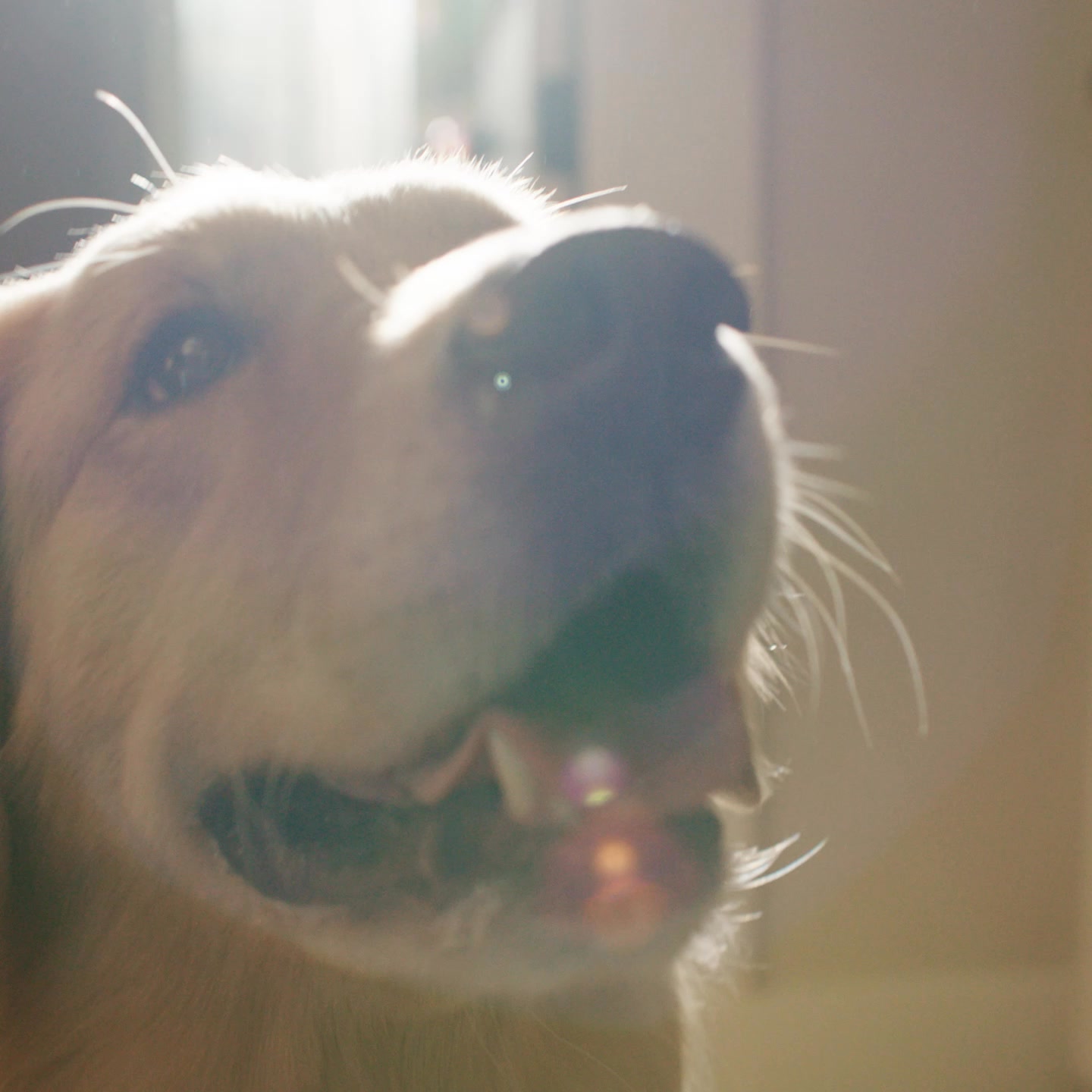 Petco Facebook ad: Made the switch?
