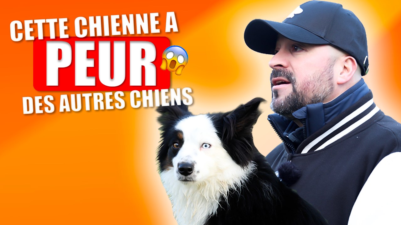 La Méthode Gun Facebook ad: Une solution pour votre chien, fondée sur une…