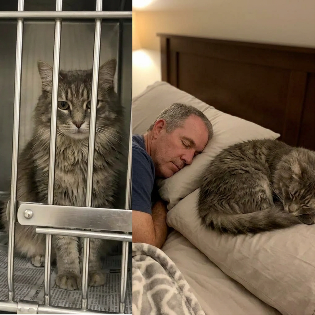 Cat Life Magazine Facebook ad