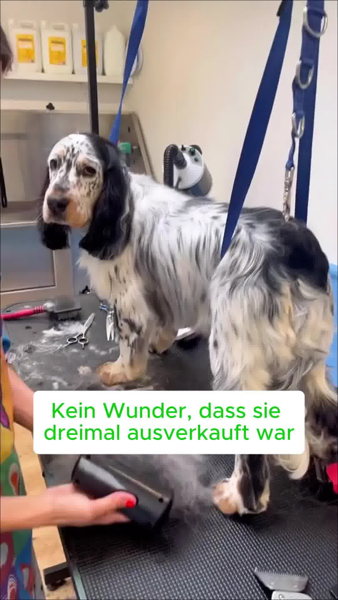 Pfotenmond.de Facebook ad: Von Hundefriseuren empfohlen