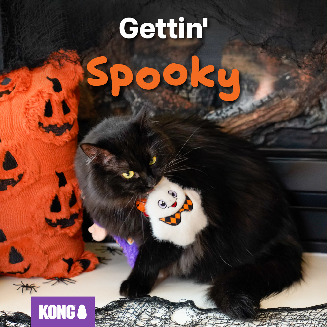 KONG Facebook ad: Cats Deserve Spooky Toys Too
