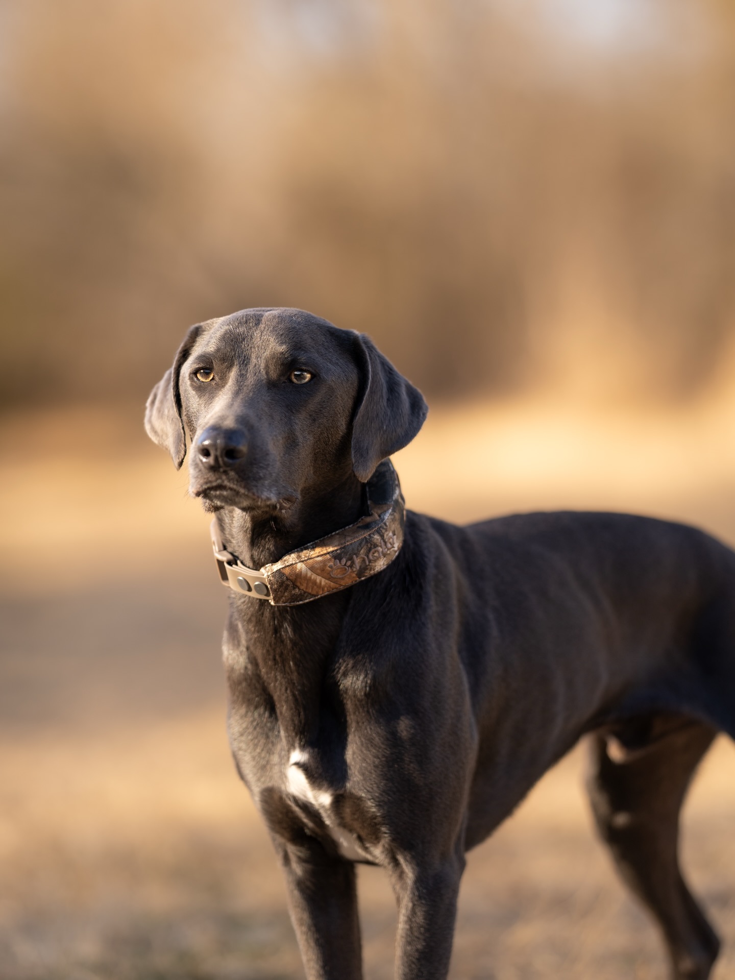 Halo Collar Facebook ad