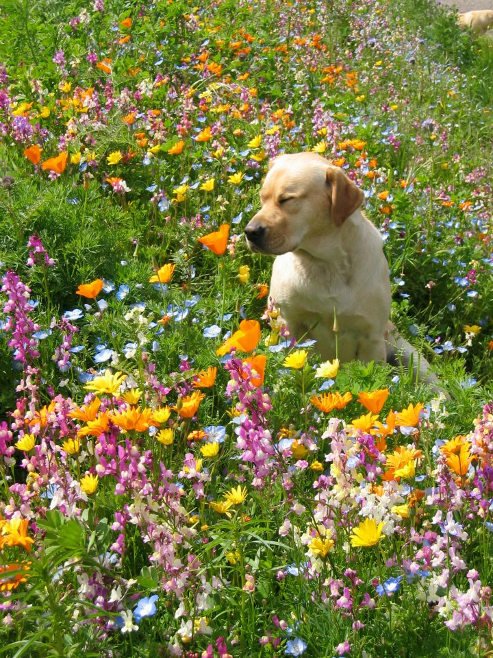 The Wildflower Seed & Tool Company Facebook ad
