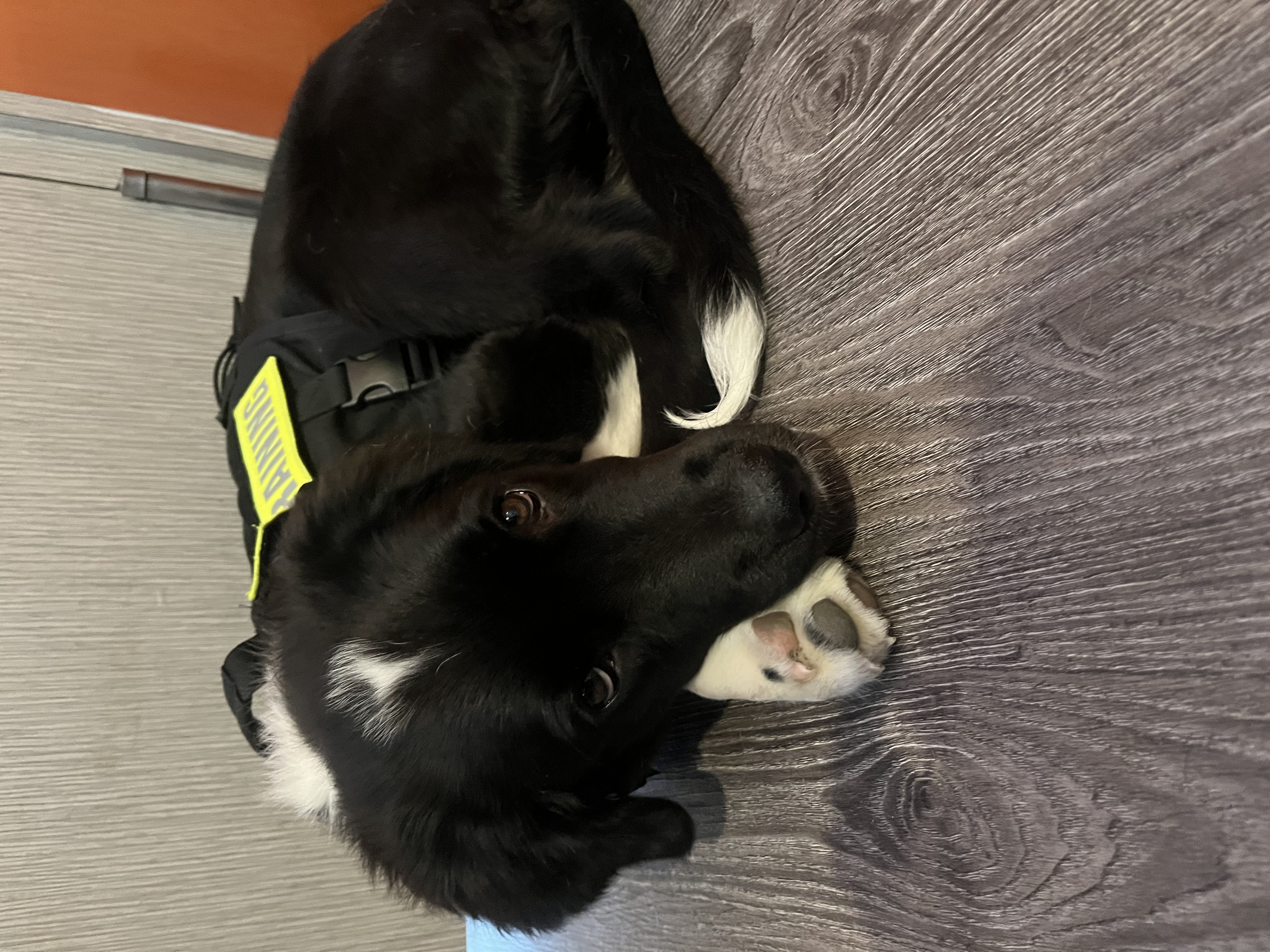 Paws First Dog Training Facebook ad: Does your dog’s behaviour make you feel stressed…