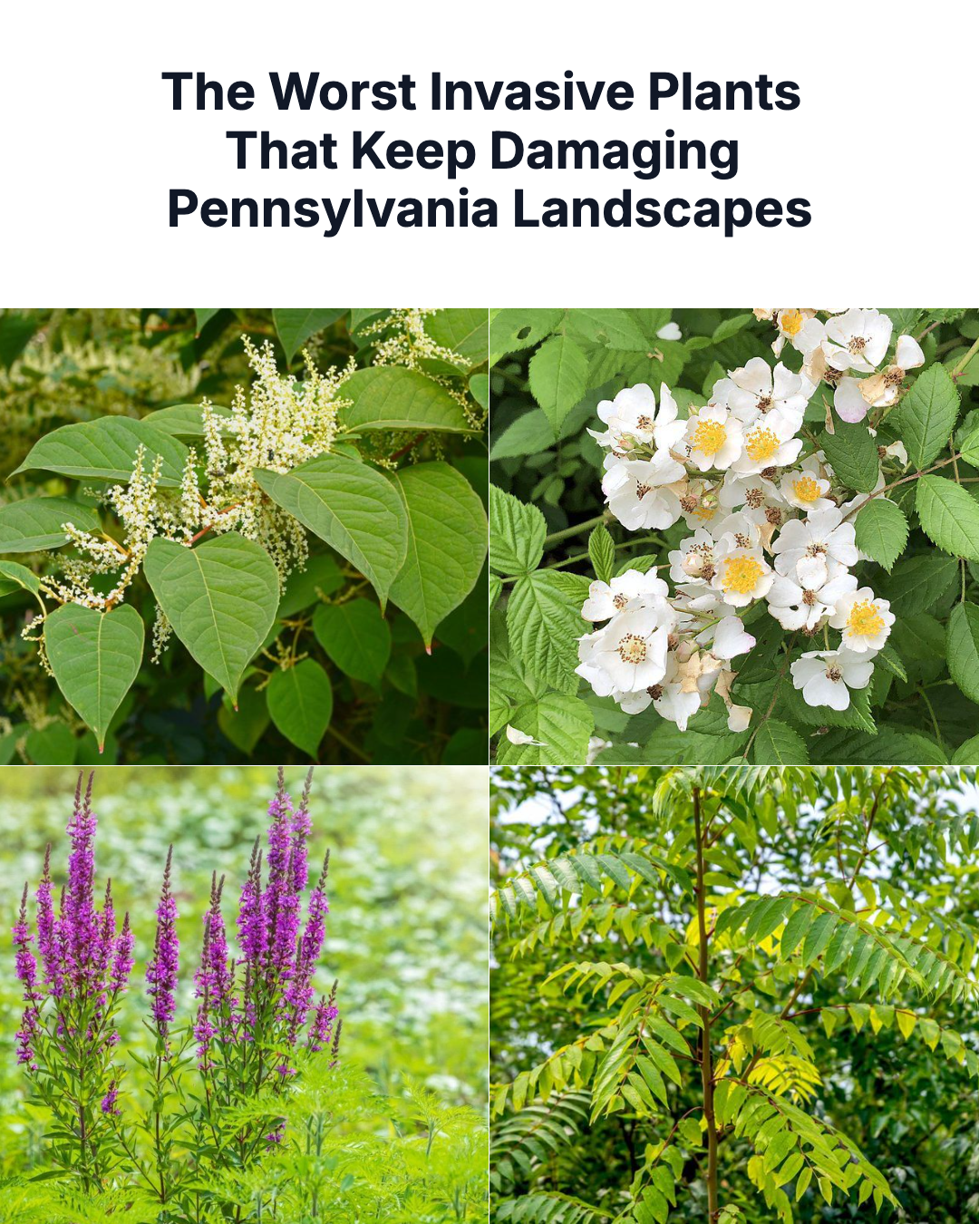 Pennsylvania Gardener Facebook ad: These Invasive Plants Keep Damaging Pennsylvania Landscapes