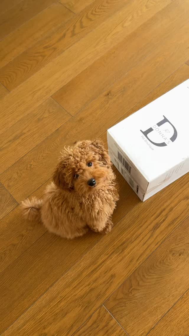 Donna's Pet Boutique Facebook ad: Big bro got a new orthopedic bed from…