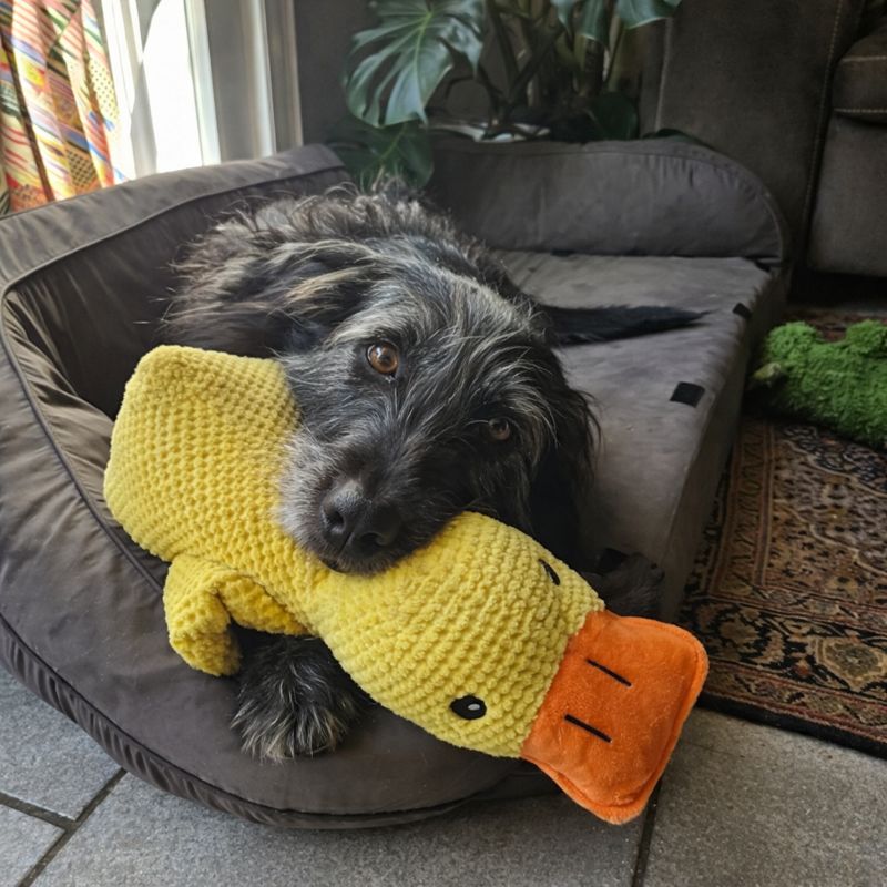 Olivia’s Dog Diary Facebook ad: Read if you've tried to fix your dog's separation anxiety…