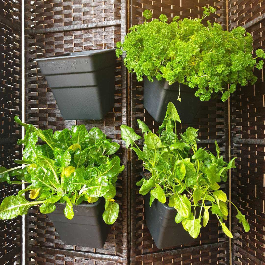 Better Hardware Facebook ad: Fresh herbs at home.