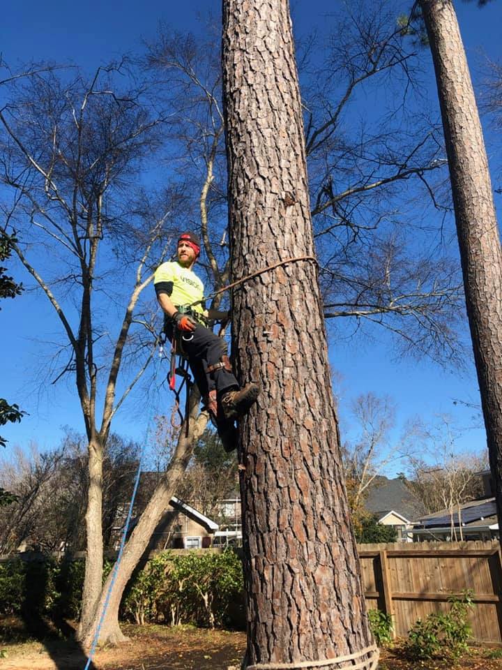 Drop-a-Top Tree Service Facebook ad: Professional Tree Service