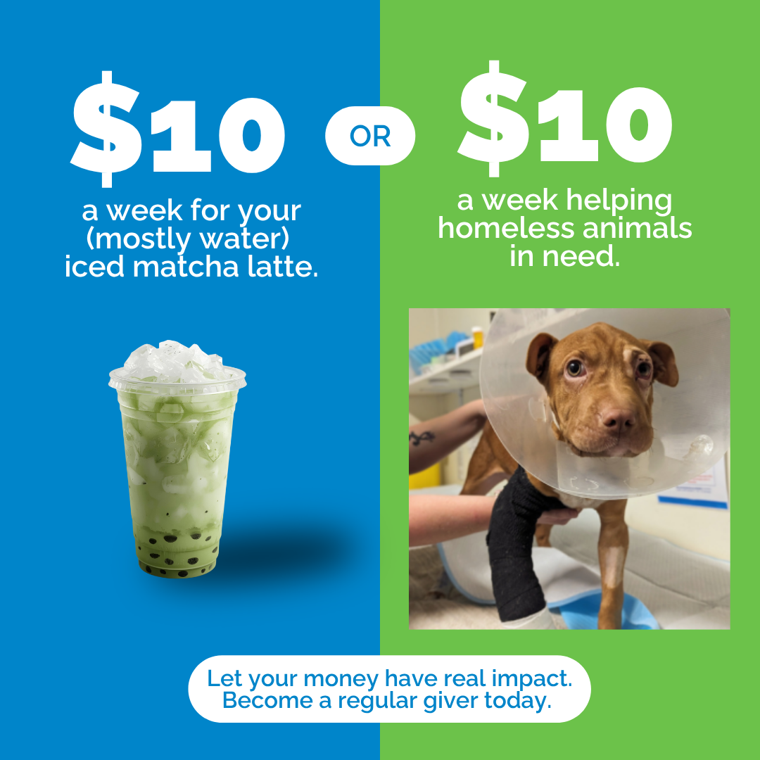 RSPCA South Australia Facebook ad