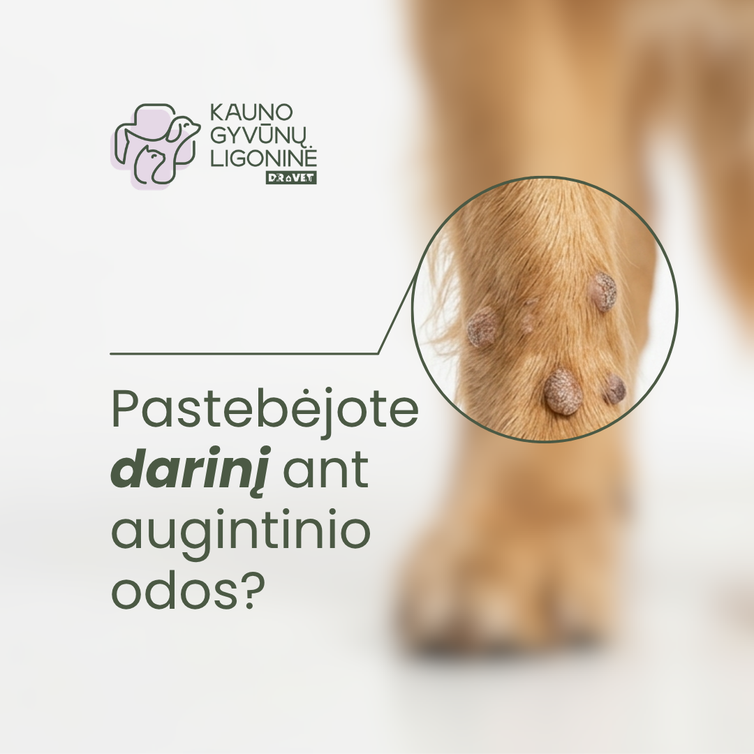 Kauno gyvūnų ligoninė Facebook ad: Maži odos pakitimai gali slėpti rimtas diagnozes…